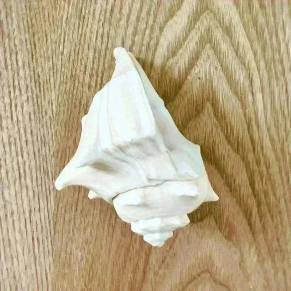 Decorative Sea  Shell Home Decor Coastal Design - Picture 13 of 14